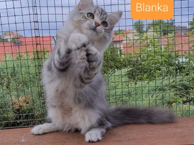 Piękna koteczka syberyjska Blanka-1