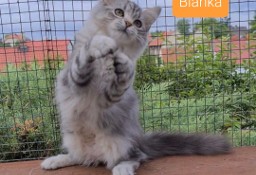 Piękna koteczka syberyjska Blanka