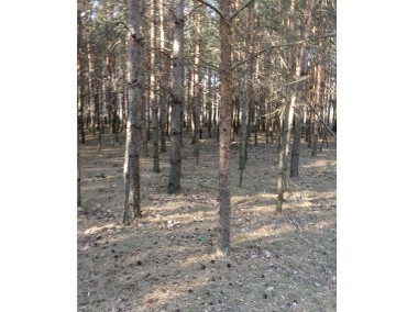 Działka leśna - Borowiny (blisko Skierniewic)-1