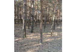 Działka leśna - Borowiny (blisko Skierniewic)