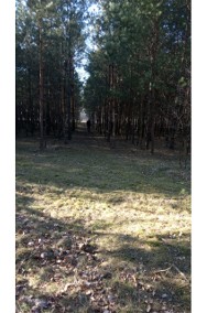 Działka leśna - Borowiny (blisko Skierniewic)-2