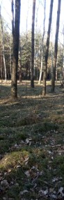 Działka leśna - Borowiny (blisko Skierniewic)-3