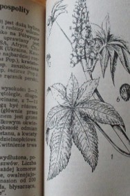 Rośliny lecznicze i bogate w witaminy- Czikow/ZSRR/medycyna naturalna/zioła-2