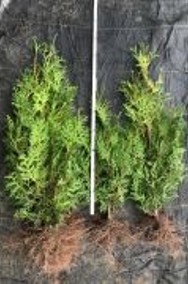    TUJA BRABANT 70-100CM! THUJA BRABANT 70-100CM! - SADZONKA DOSTAWA -2