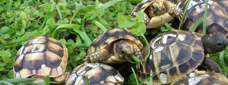żółw lądowy najtaniej-1