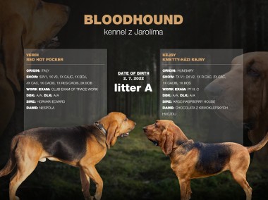 Bloodhound szczenięta na sprzedaż-1