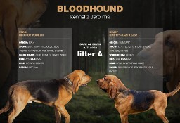 Bloodhound szczenięta na sprzedaż