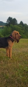 Bloodhound szczenięta na sprzedaż-4