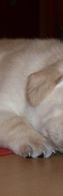 Labrador Labradory WYBITNE Rodowód FCI ZKwP WARSZAWA-4