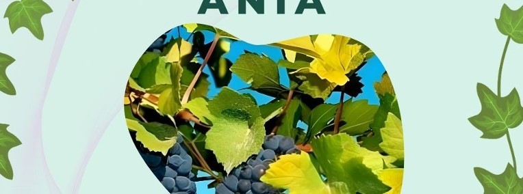 Winorośl pachnąca Ania -1