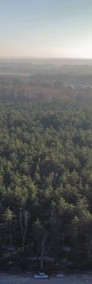 Las porośnięty Sosną oraz Brzozą | 100 - 40 lat-3