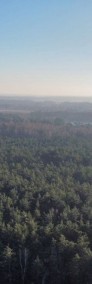 Las porośnięty Sosną oraz Brzozą | 100 - 40 lat-4