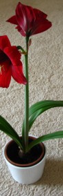 Amarylis, zwartnica – piękna kwitnąca roślinka -3
