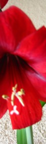Amarylis, zwartnica – piękna kwitnąca roślinka -4
