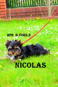 Yorkshire Terrier Nicolas cudny piesek -do odbioru-2