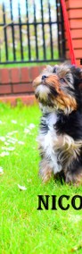 Yorkshire Terrier Nicolas cudny piesek -do odbioru-4