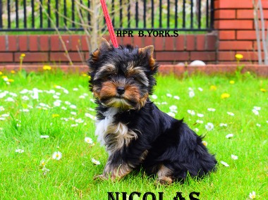 Yorkshire Terrier Nicolas cudny piesek -do odbioru-1