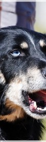 Drej: sympatyczny pies o tajemniczych oczach-4