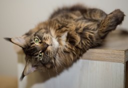 Olbrzymia koteczka Maine coon