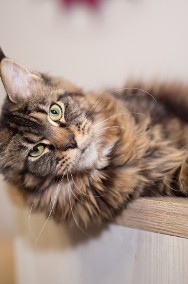 Olbrzymia koteczka Maine coon-2