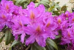 Różanecznik 'Libretto' /Rhododendron 'Libretto' C5 