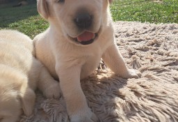 Labrador Retriever biszkoptowy