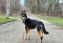 NUTKA miłości czeka na Ciebie – daj jej dom! 