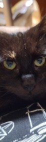 Kot Anastazja szuka domku! Piękna szylkretowa kotka - Fundacja ''Koci Pazur''-3