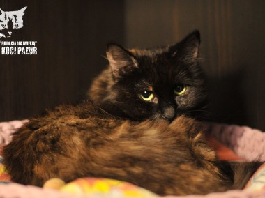 Kot Anastazja szuka domku! Piękna szylkretowa kotka - Fundacja ''Koci Pazur''-1