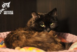 Kot Anastazja szuka domku! Piękna szylkretowa kotka - Fundacja ''Koci Pazur''