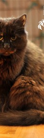 Kot Anastazja szuka domku! Piękna szylkretowa kotka - Fundacja ''Koci Pazur''-4