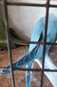 Papugi  aleksandretty obrozne -2