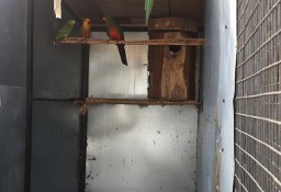 Sprzedam papugi
