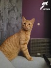 Kot Kane, mały rudy kotek szuka domku! - Fundacja ''Koci Pazur''