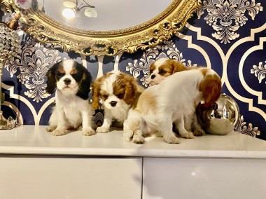 Cavalier king charles spaniel -1