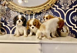 Cavalier king charles spaniel 