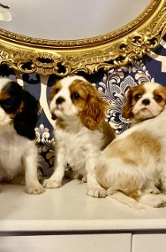 Cavalier king charles spaniel -2