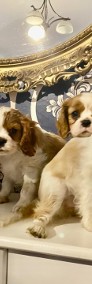 Cavalier king charles spaniel -3