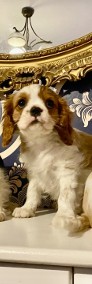 Cavalier king charles spaniel -4