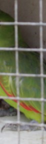 Aleksandretta chińska oraz papuga czerwonoskrzydła-4