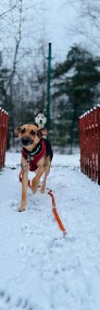 Człowieku zatrzymaj się i spojrzyj w te błagające oczka Lukier-3