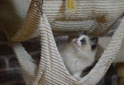 Urocza kotka rasy ragdoll