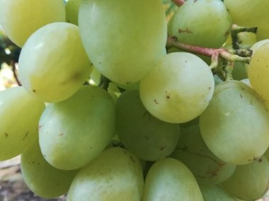 Sadzonki winorośli - jasny duży winogron Alieksa woroniuka 1,2m-1