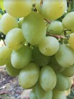 Sadzonki winorośli - jasny duży winogron Alieksa woroniuka 1,2m