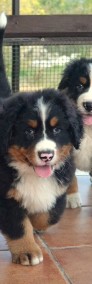 Berneński Pies Pasterski Samiec-Reproduktor Z Uprawnieniami Hodowlanymi -4