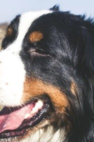 Berneński Pies Pasterski Samiec-Reproduktor Z Uprawnieniami Hodowlanymi -2