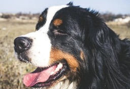 Berneński Pies Pasterski Samiec-Reproduktor Z Uprawnieniami Hodowlanymi 