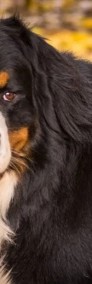 Berneński Pies Pasterski Samiec-Reproduktor Z Uprawnieniami Hodowlanymi -3
