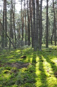 Działka leśna Huta Podgórna-2