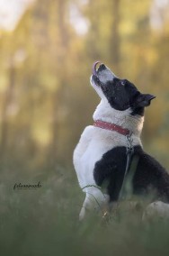 ARIEL - pies "krówka" szuka najlepszego domu pod słońcem-2